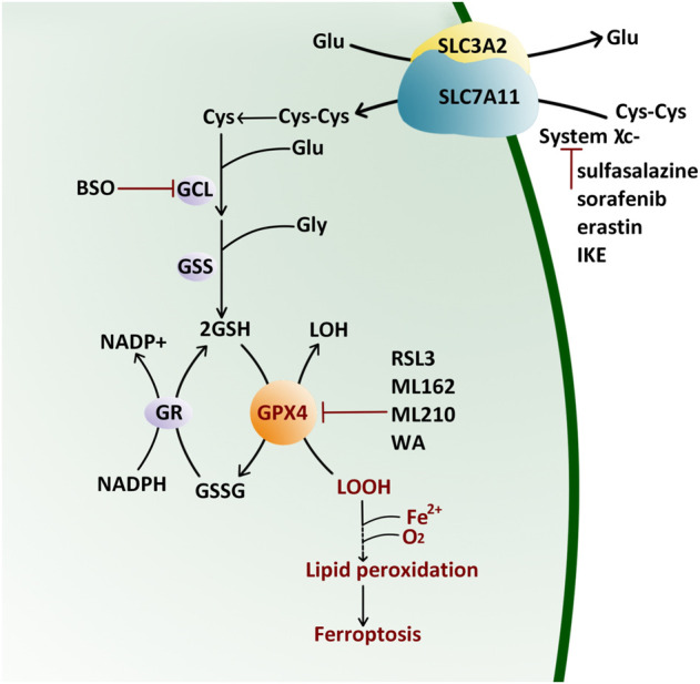 FIGURE 1