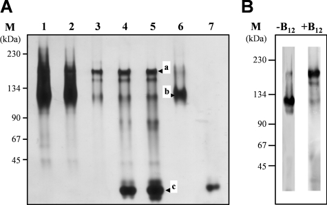 FIG. 7.