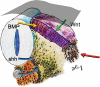 Fig. 11