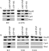 FIG. 2.