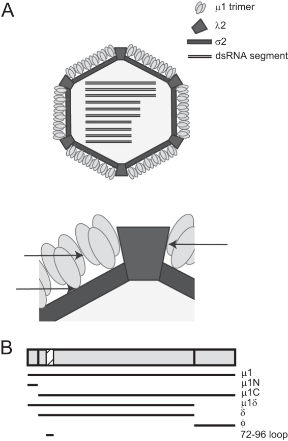 Fig 1