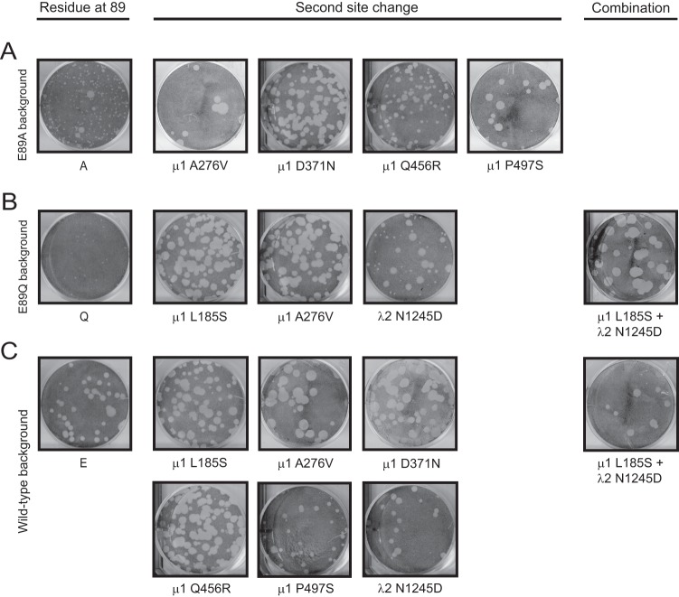 Fig 6