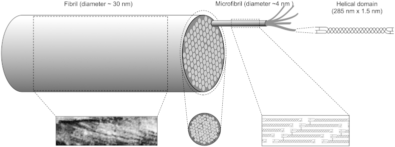 Fig. 2