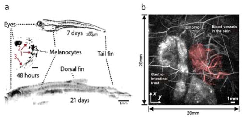 Fig 22