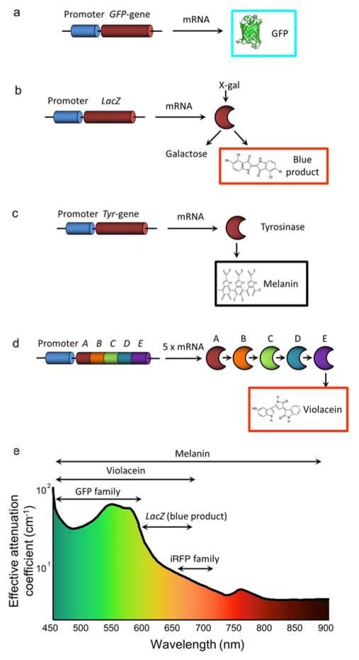 Fig 10