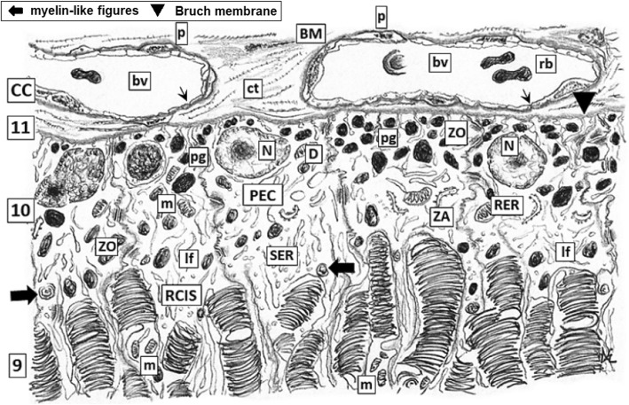 Fig. 3