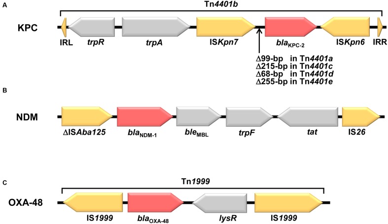 FIGURE 2