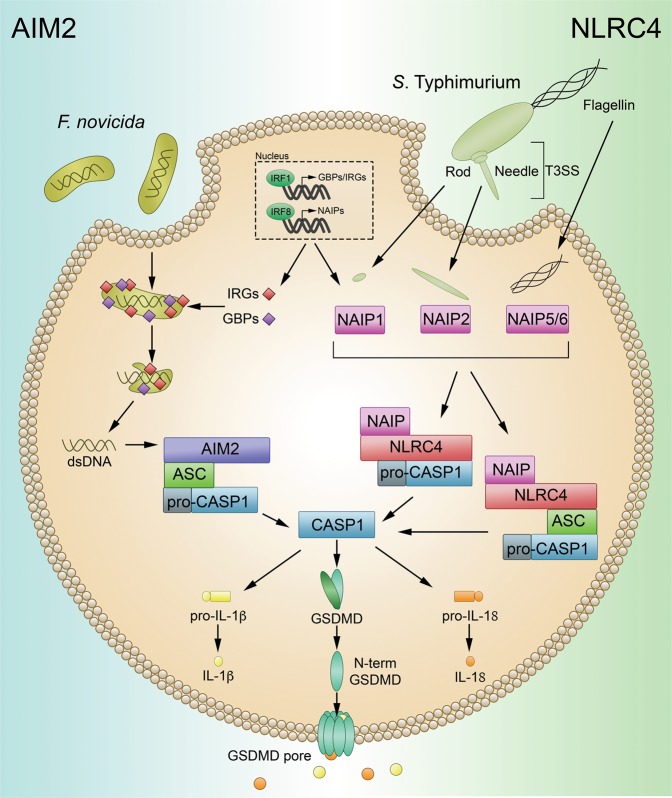 Fig. 2