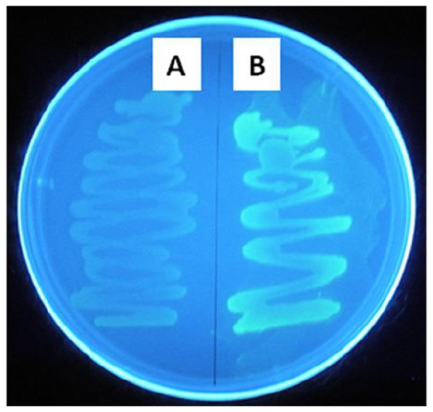 Figure 6