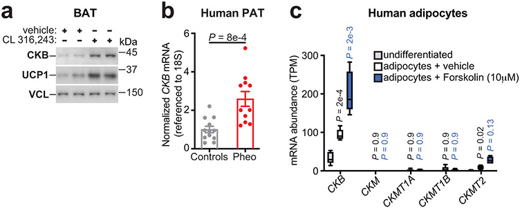 Fig. 2: