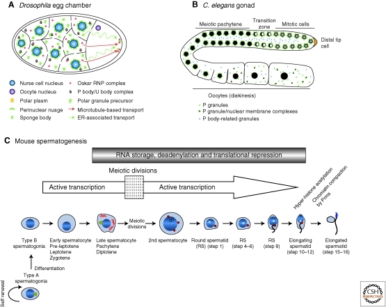 RNA Granules in Germ Cells - PMC