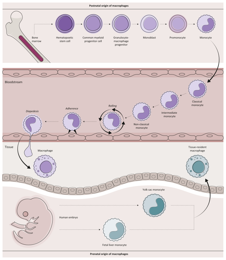 Figure 2