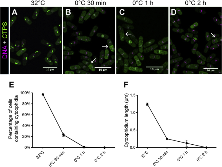 Fig. 4