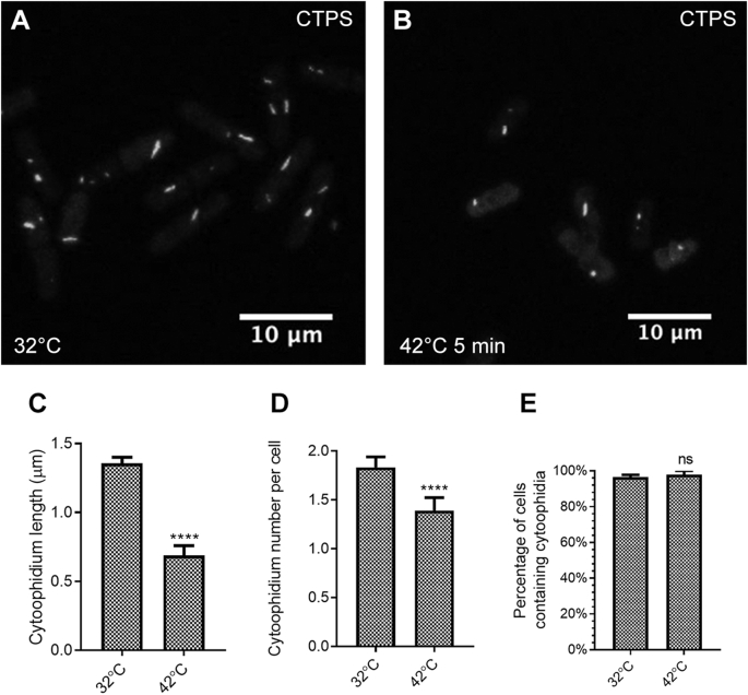 Fig. 10