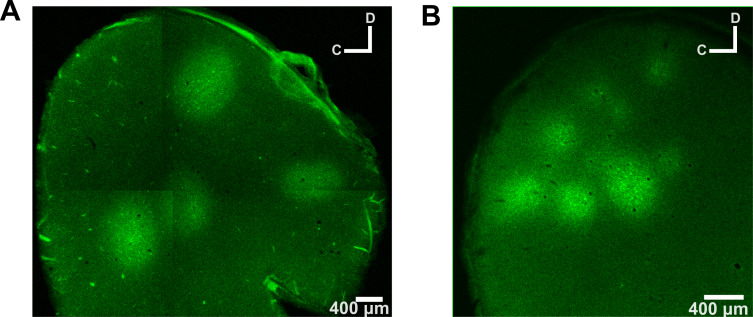 Figure 1—figure supplement 1.