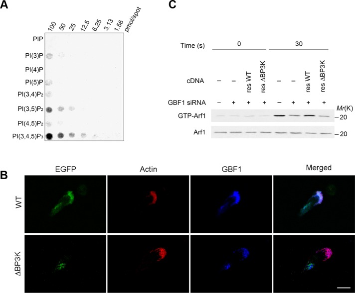 FIGURE 3: