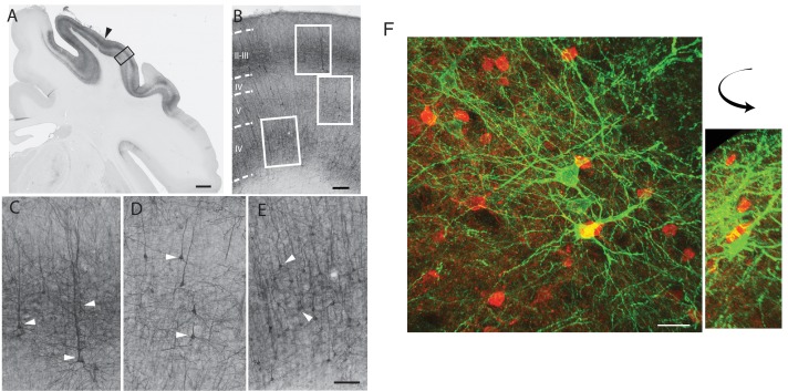 Figure 1—figure supplement 1.