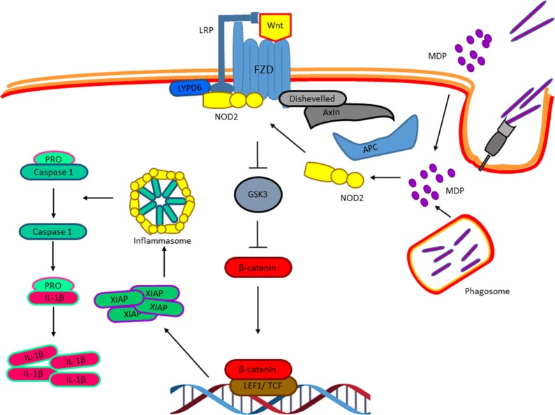 Figure 7