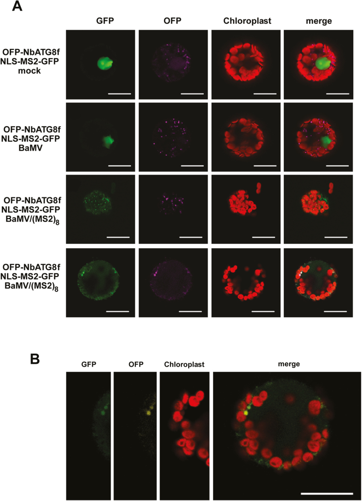 Fig. 8.