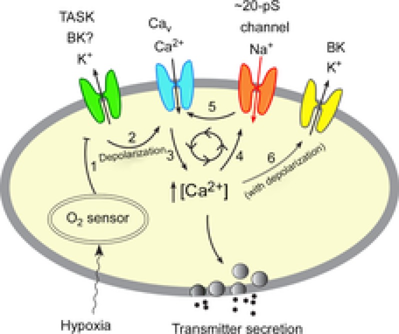 A model of O2 sensing by glomus cells during moderate to severe hypoxia