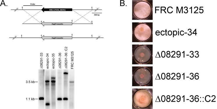 Fig 4