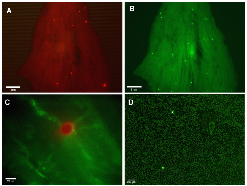 Fig. 3.