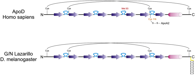 Fig. 1