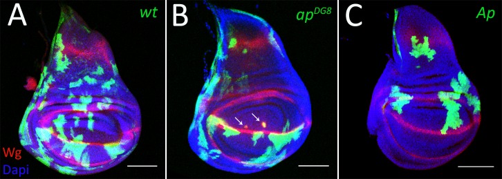 Fig 1