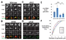 FIGURE 5: