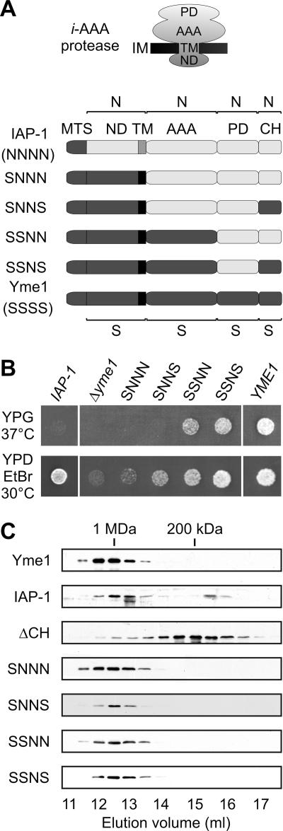 FIG. 1.