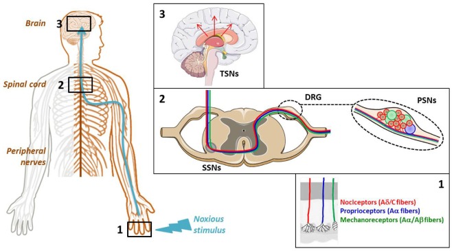 FIGURE 1