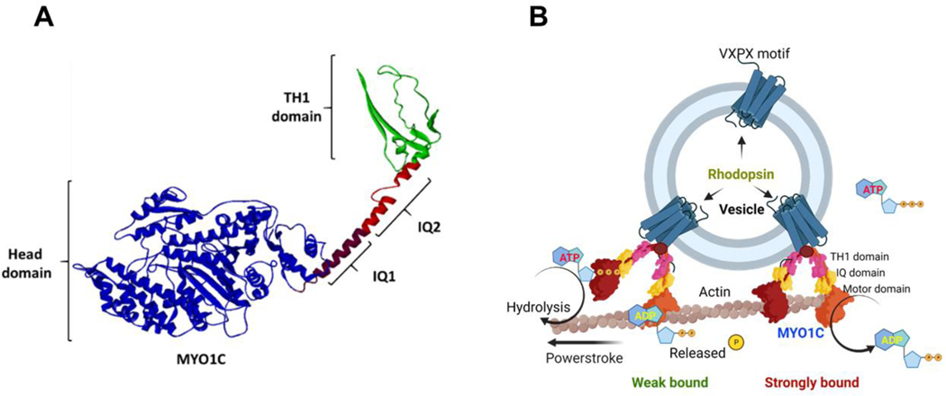 Figure 2: