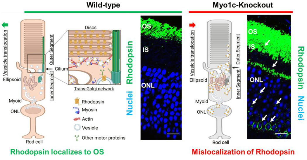 Figure 3: