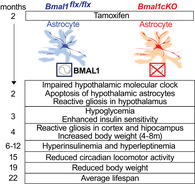 graphic file with name GLIA-68-1131-g006.jpg