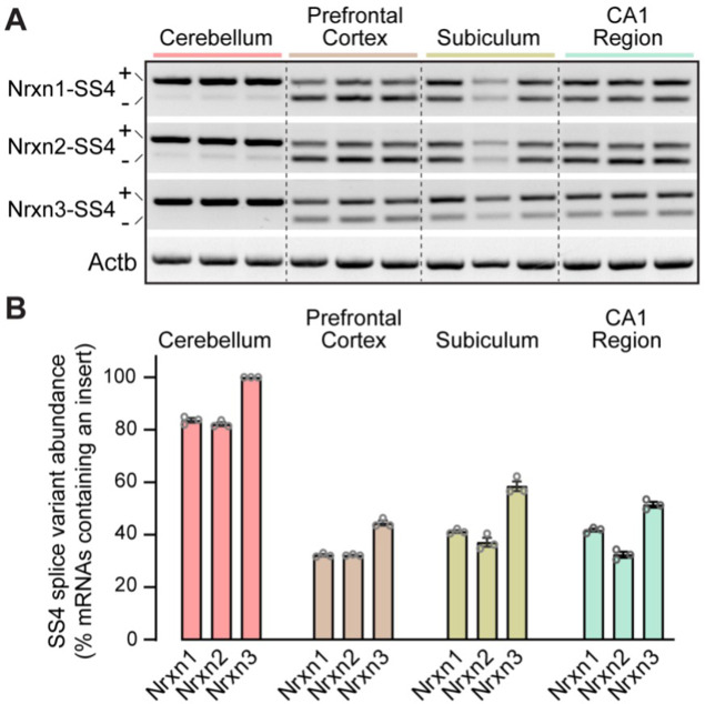 Figure 4—figure supplement 1.