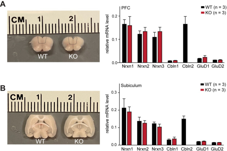 Figure 5—figure supplement 2.