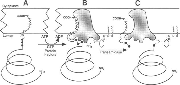 graphic file with name pnas01087-0437-a.jpg