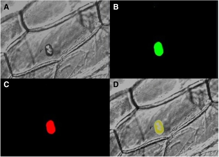 Fig. 4