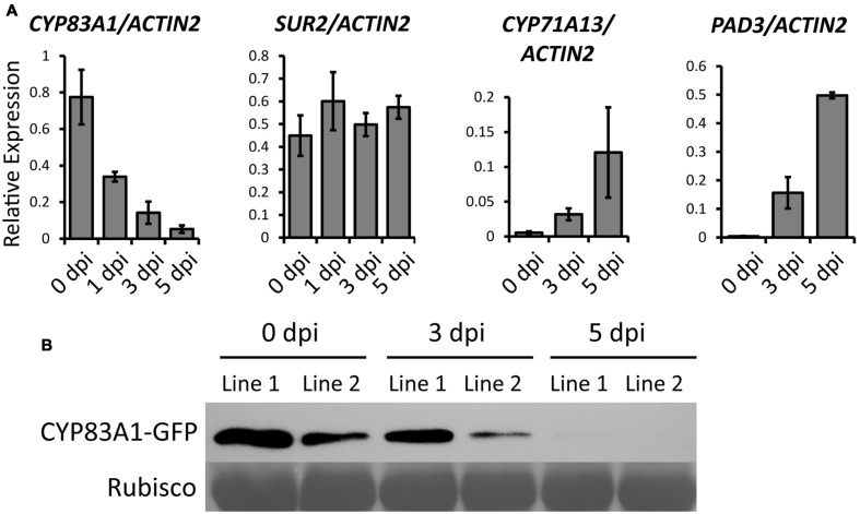 FIGURE 3