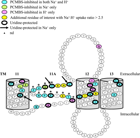 FIGURE 7.