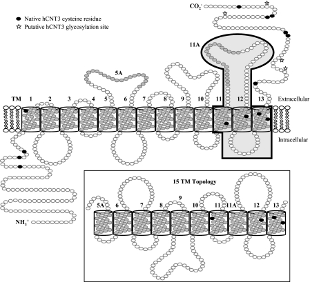 FIGURE 1.