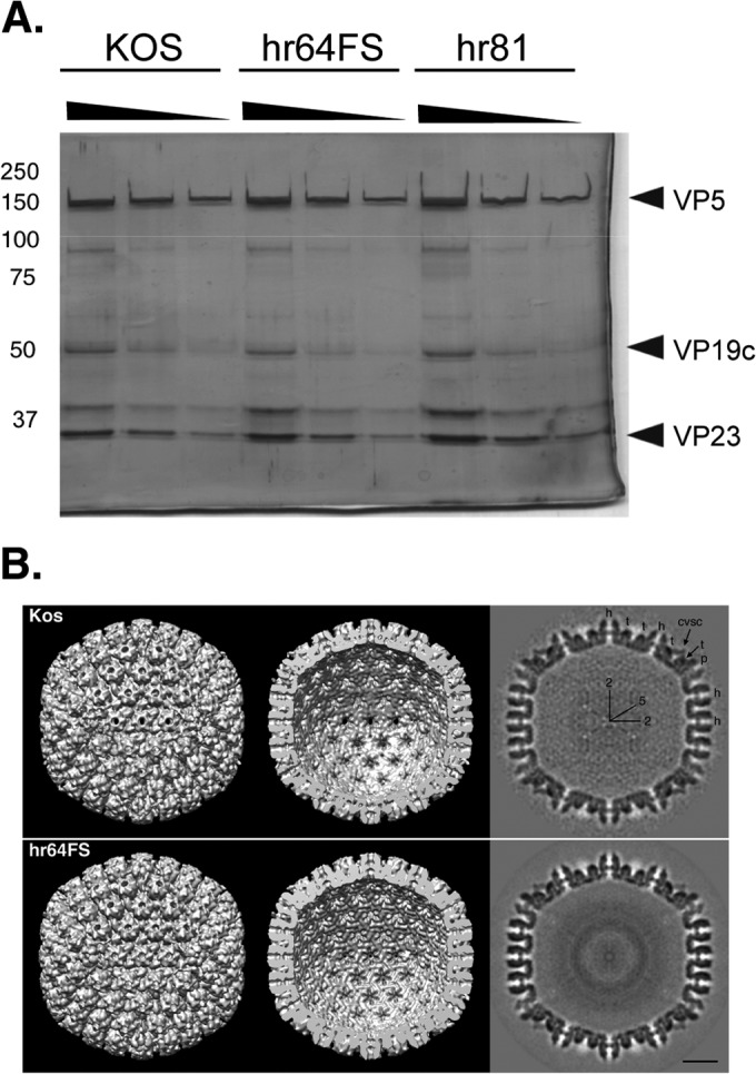 FIG 7