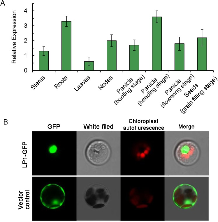 Fig 6