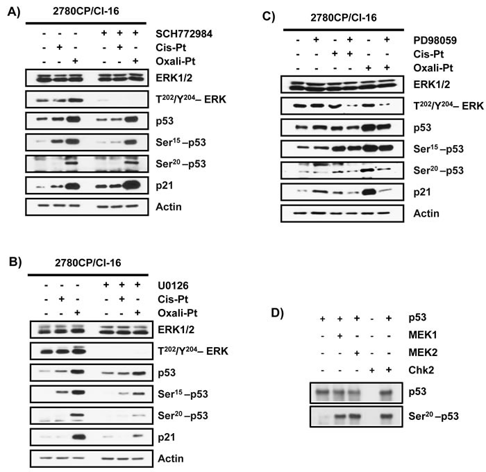 Drug-dependent Functionalization Of Wild-type And Mutant P53 In 