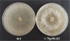 FIG 8