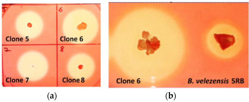 Figure 6