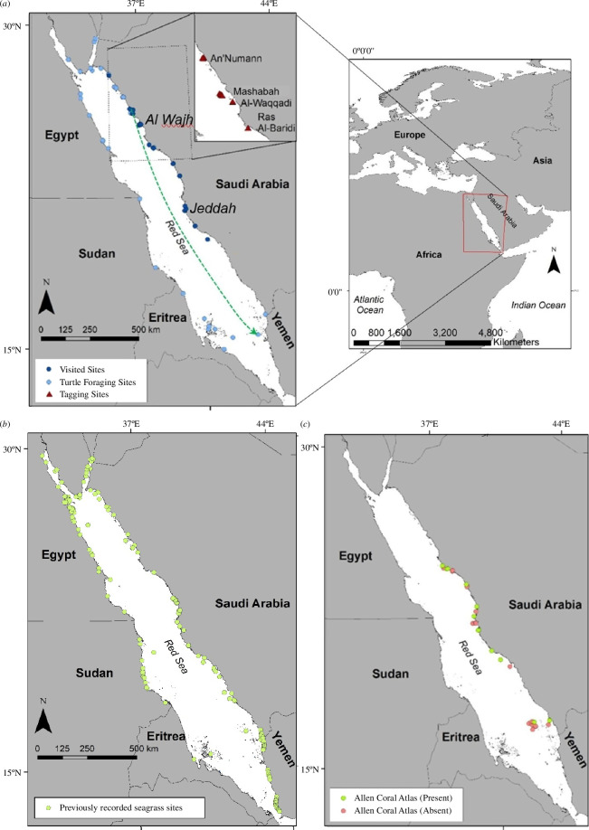 Spatial distribution of green turtle foraging, seagrass and sampling sites.