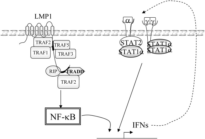 Fig. 10