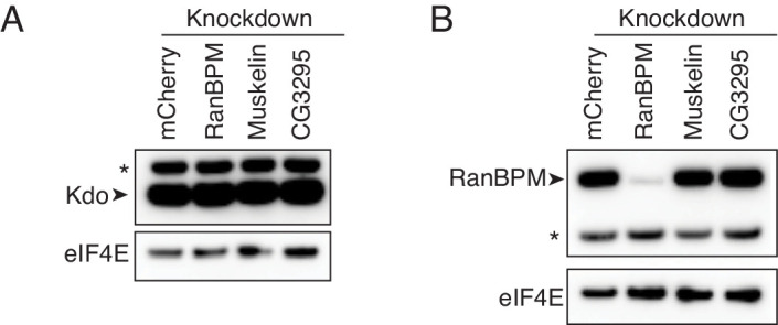 Figure 4—figure supplement 1.