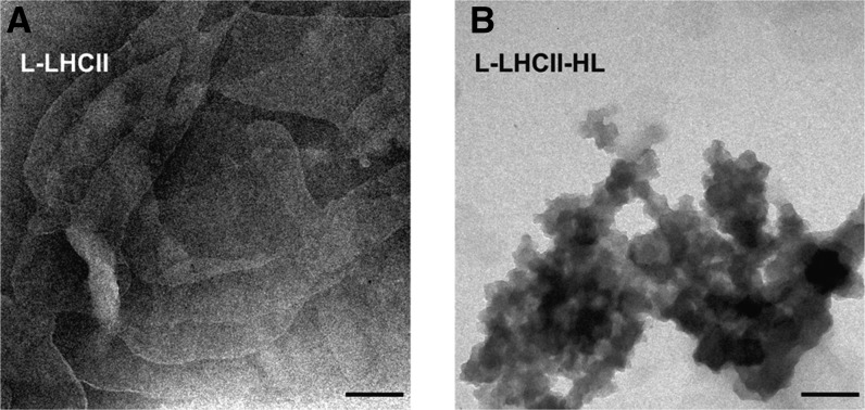 Figure 10.